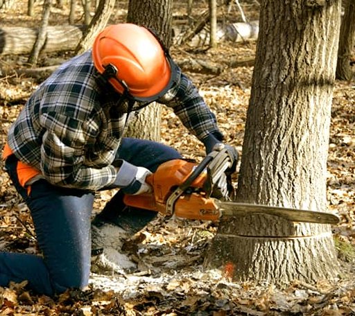 Tree Removal in Montross, VA